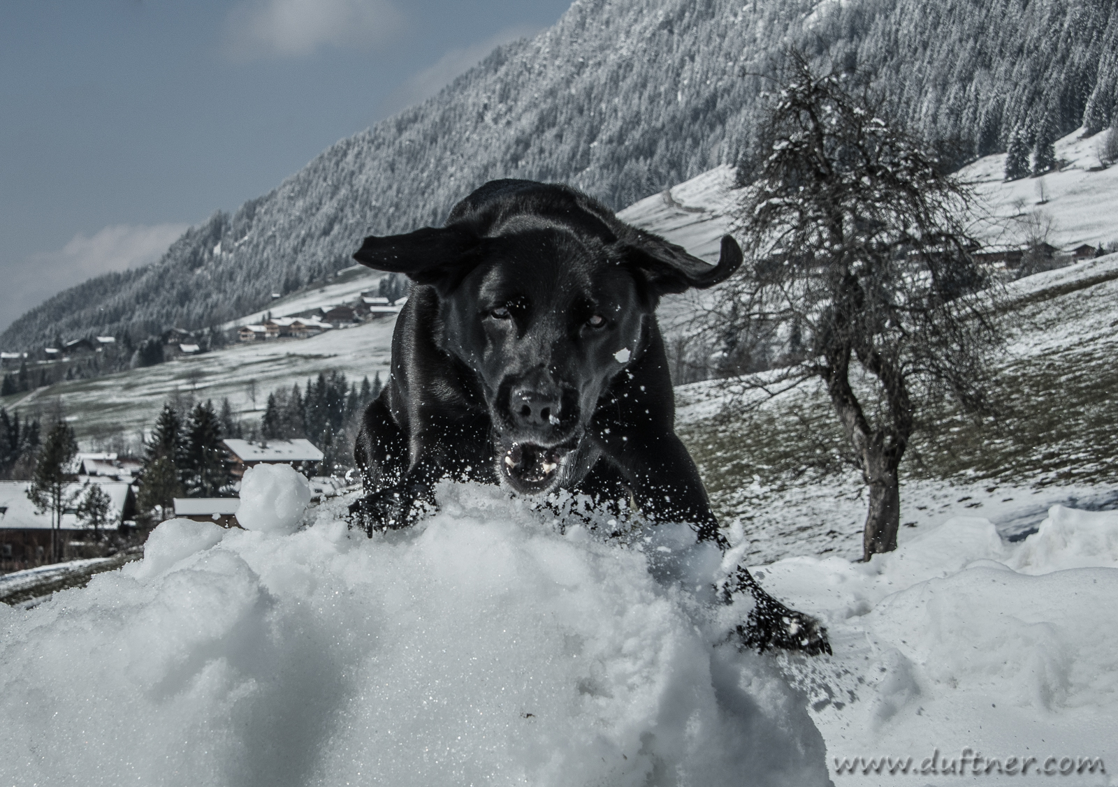 Dog addicted to snow