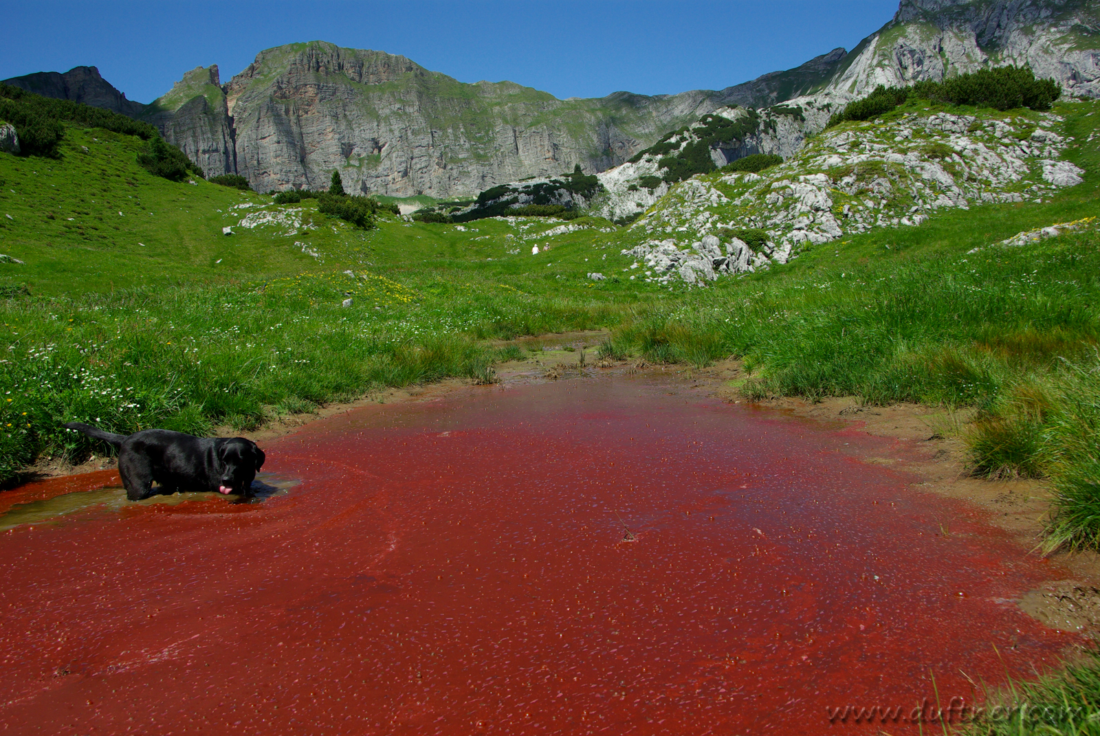 Dog in bloody pond