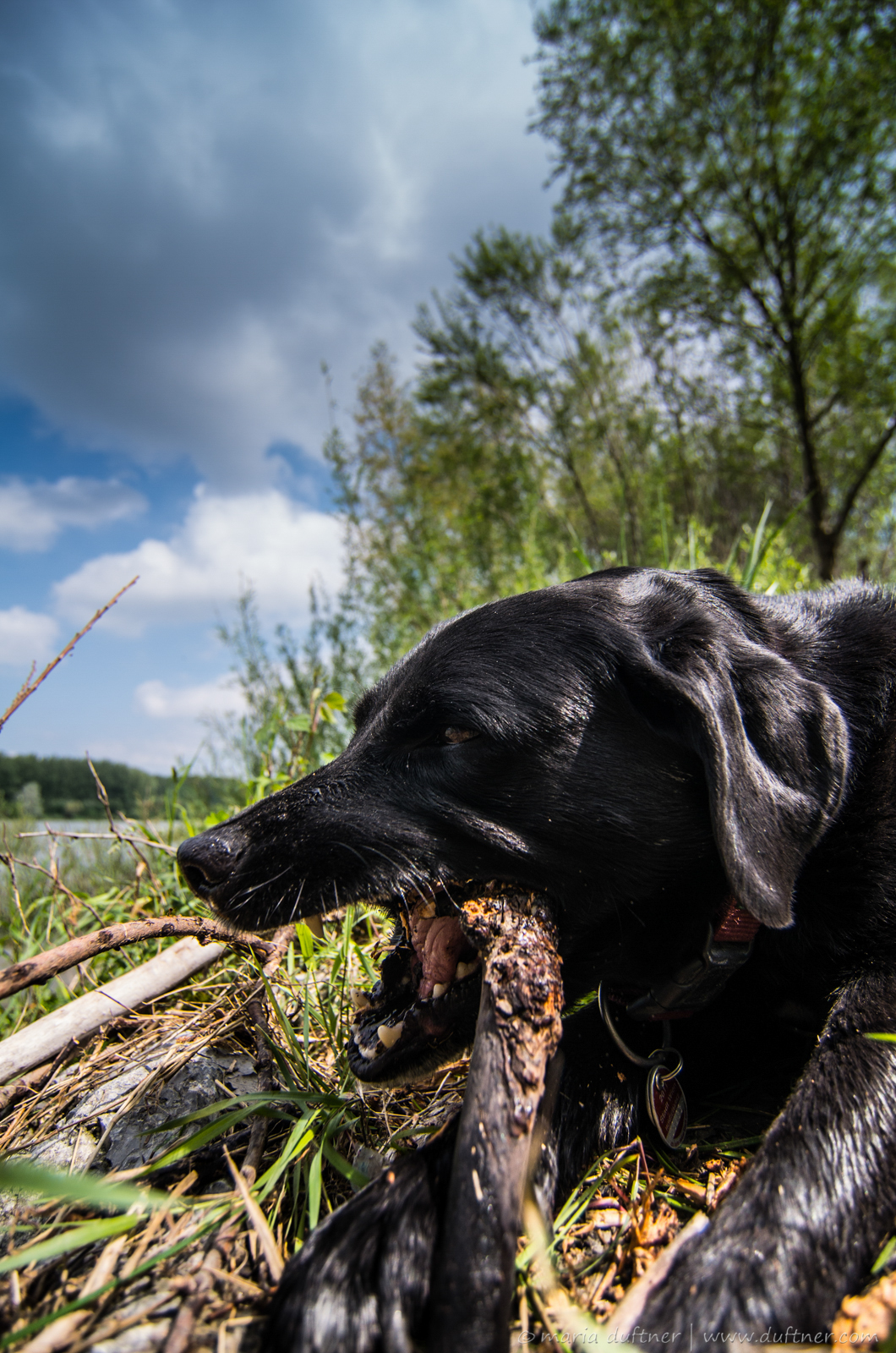 Labrador enjoys stick chewing.