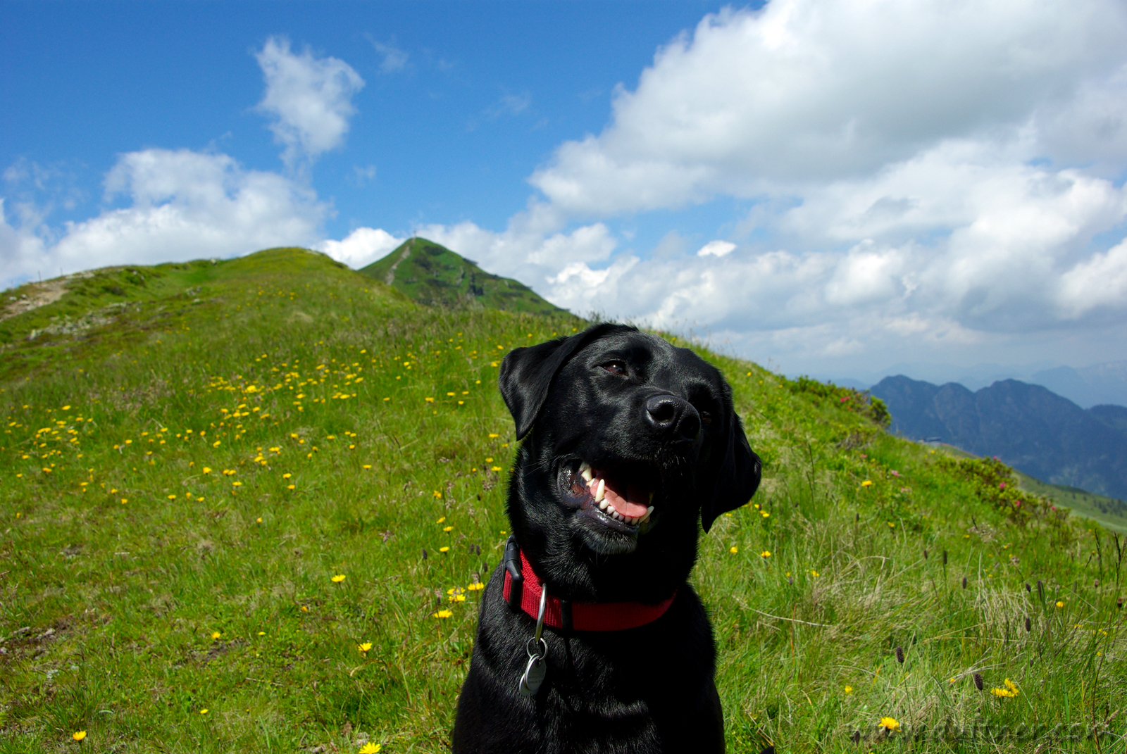 Smiling Labrador Retriever