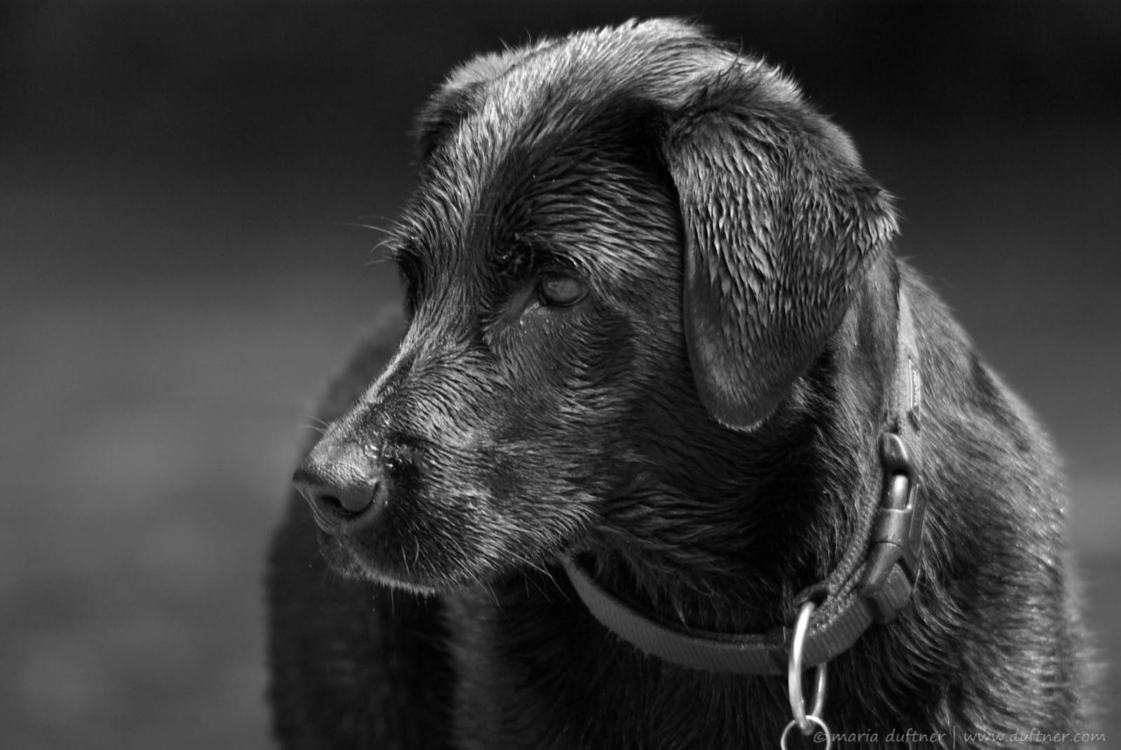 Black Labrador Retriever Portrait