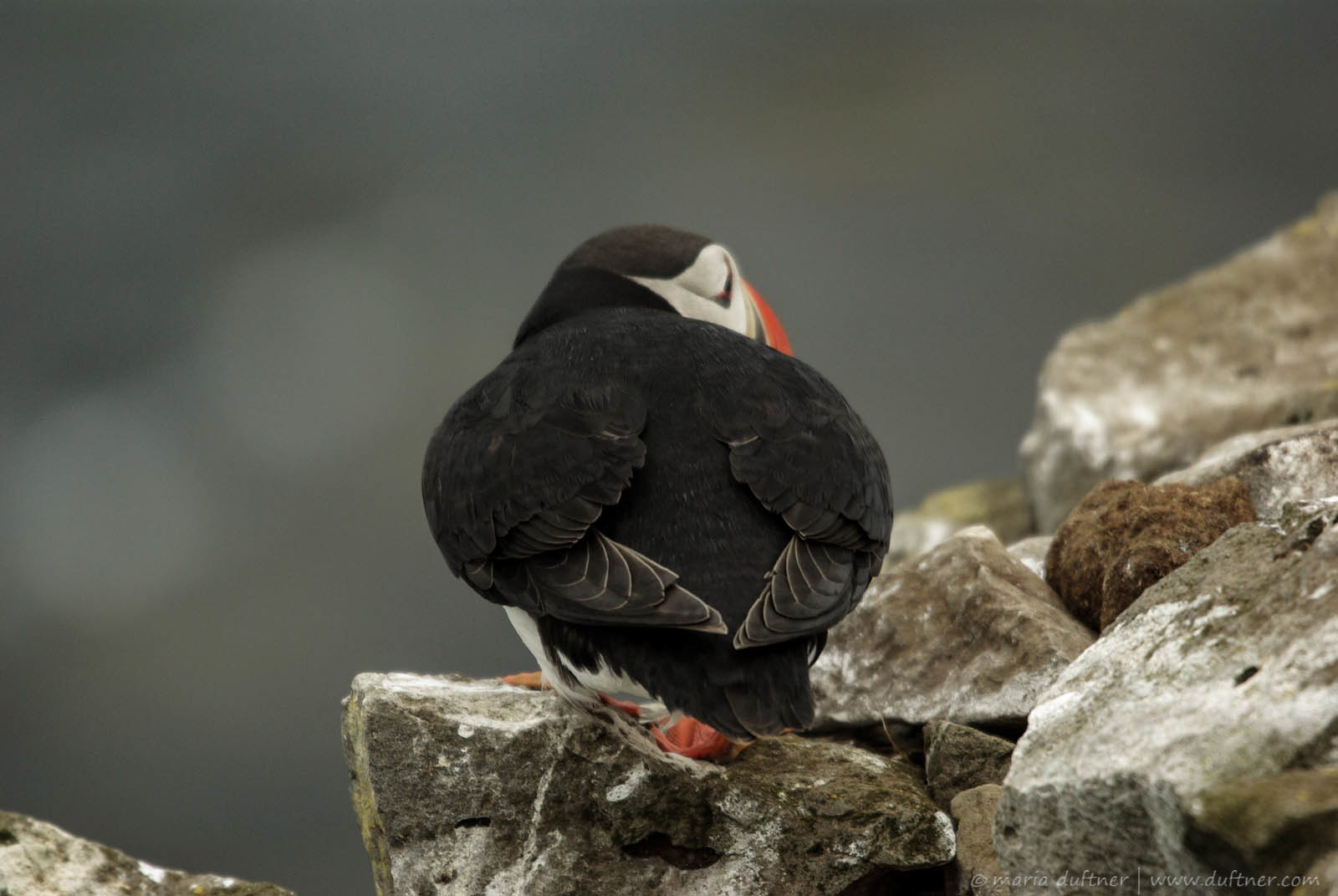 Puffin from behind