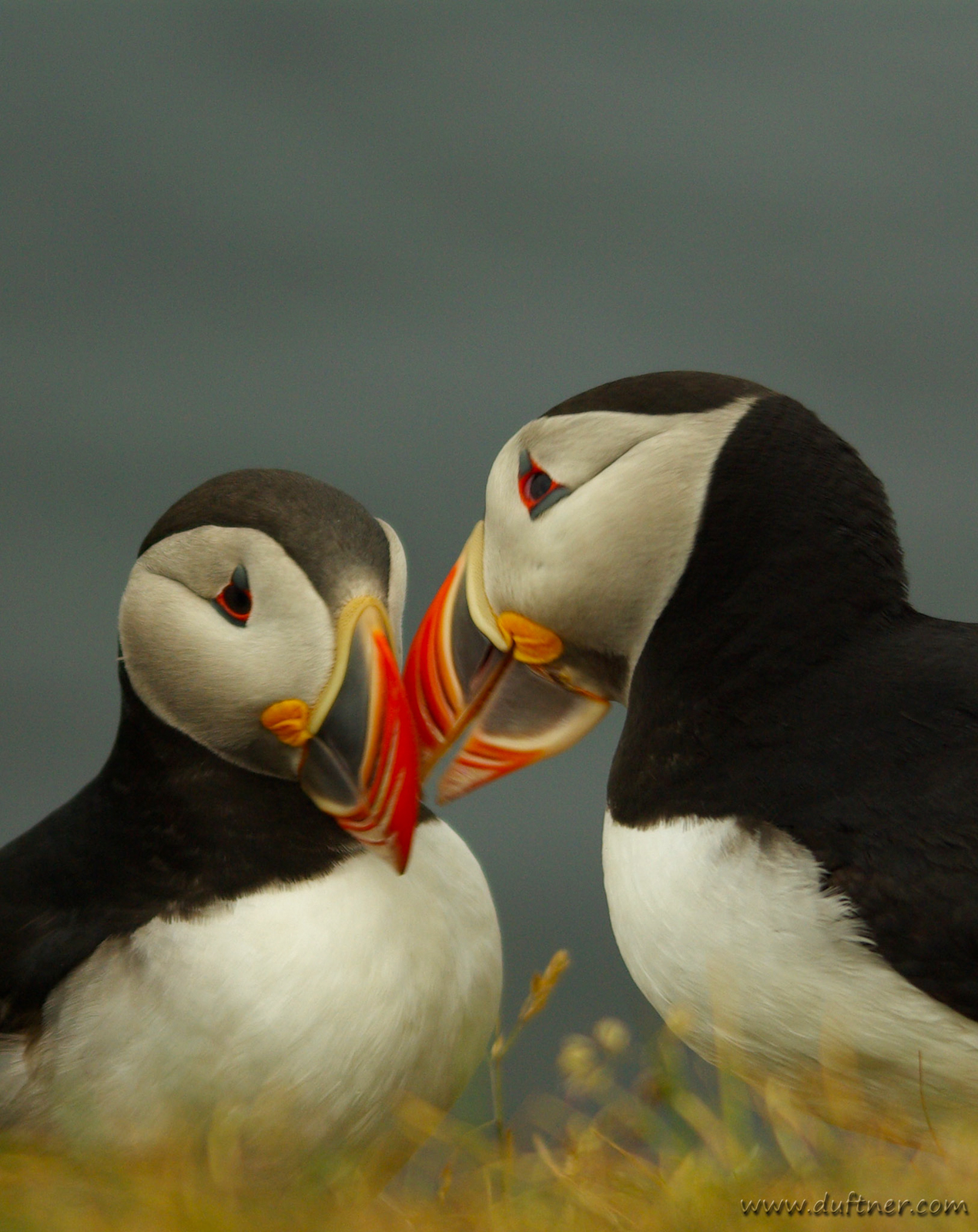 Kissing Puffins