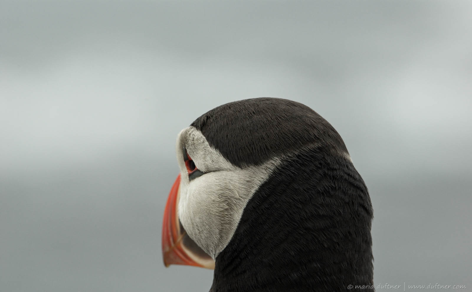 Puffin Portrait